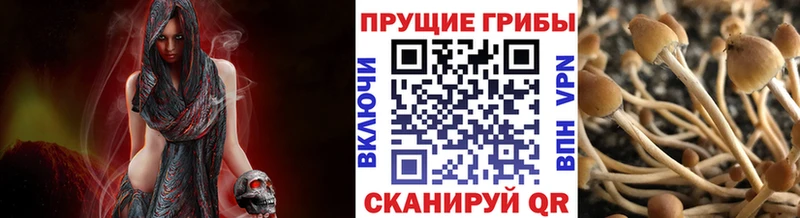 mega как войти  Кадников  Псилоцибиновые грибы мухоморы 